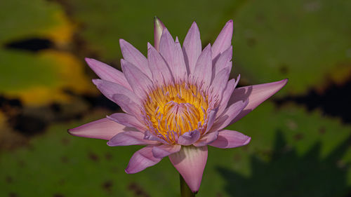 Close-up of pink flower