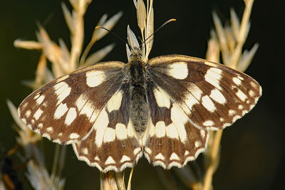 Close-up of butterfly on leaf