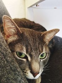 Close-up portrait of a cat