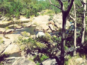 Scenic view of river in forest