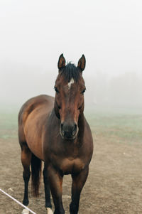 Portrait of a horse on field