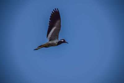 Bird flying against clear blue sky