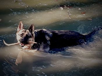 High angle view of dog swimming in lake