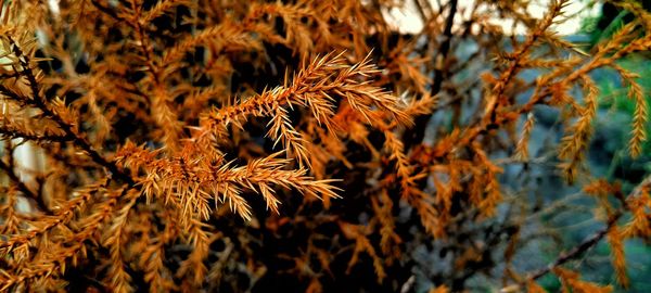 Close-up of wilted plant during autumn