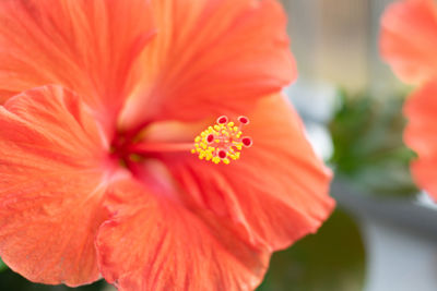 Close-up of red hibiscus flower