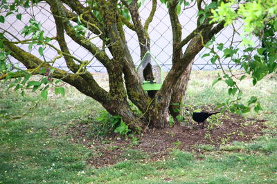 Bird in a forest