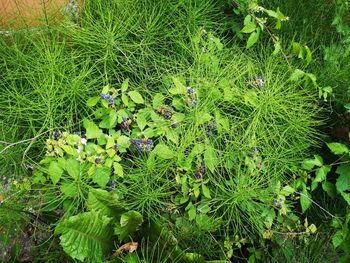 High angle view of flowering plant on field