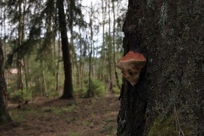 View of a tree trunk in forest
