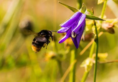 Close-up of honey bee pollinating on purple flower