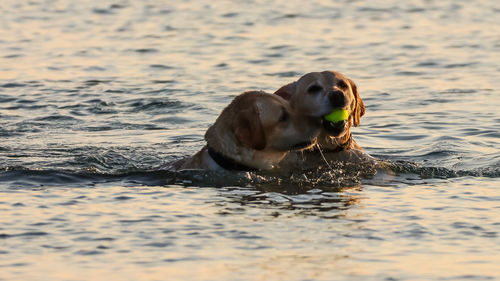 View of dog swimming in sea