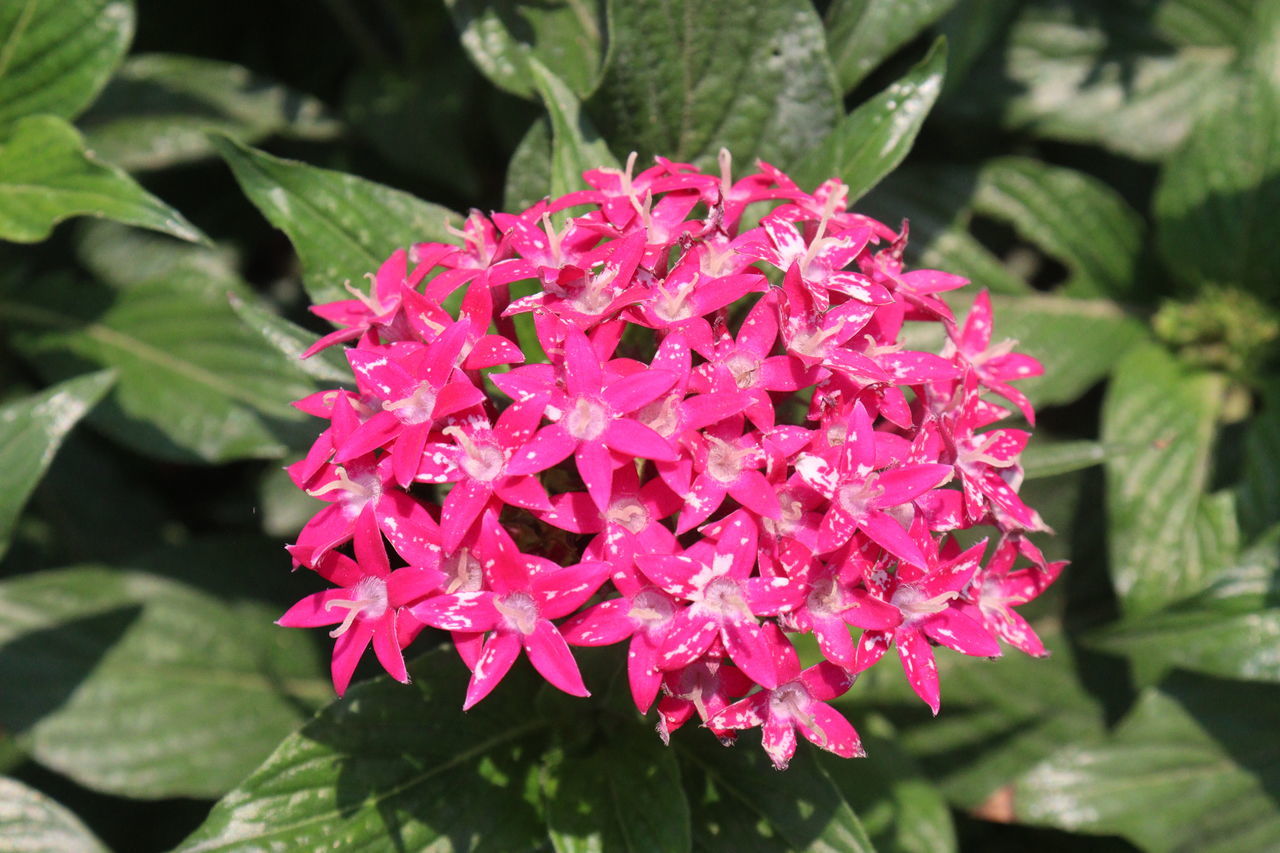 flower, flowering plant, plant, freshness, beauty in nature, leaf, plant part, nature, close-up, pink, growth, petal, fragility, flower head, inflorescence, shrub, outdoors, no people, day, magenta, springtime