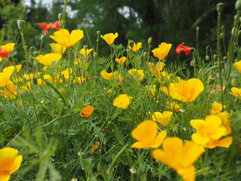 Close-up of yellow flowering plants on field