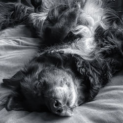 High angle view of dog sleeping on bed