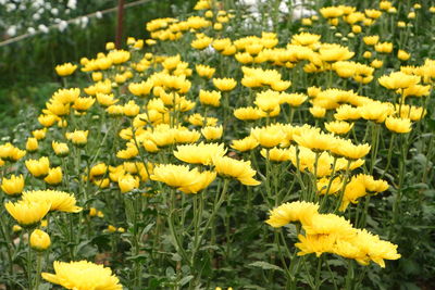 Close-up of yellow flowers growing on field