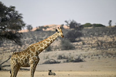 Side view of cheetah walking on sand at desert