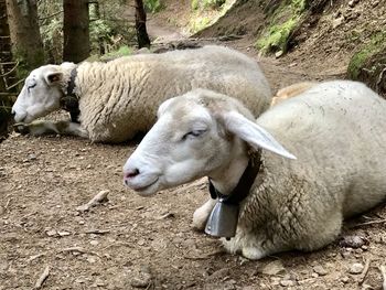 Sheep lying on a field