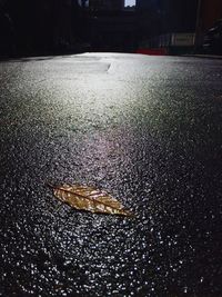 Close-up of crab on road at night