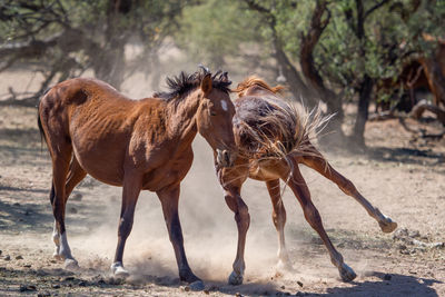 Horses in a field