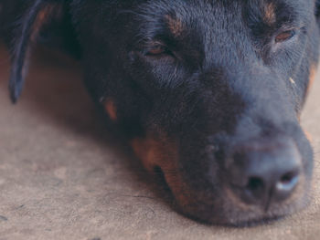 Close-up portrait of a dog