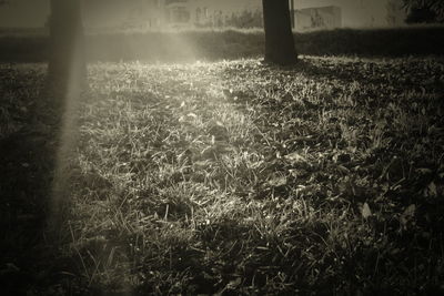 Plants growing on field