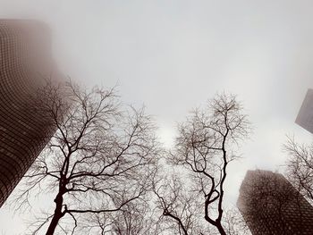 Low angle view of bare trees against sky