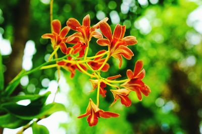 Close-up of red flower