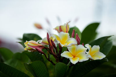 Close-up of yellow flowering plant