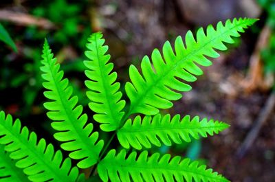 Close-up of fern leaves