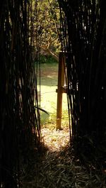 View of bamboo trees in forest