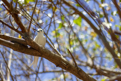 Low angle view of bird perching on branch