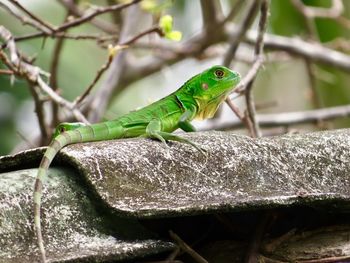 Close-up of a lizard on tree