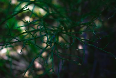 Close-up of leaves on tree