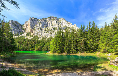 Scenic view of pine trees by lake against sky