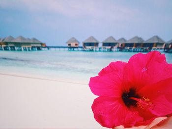 Close-up of hibiscus on beach