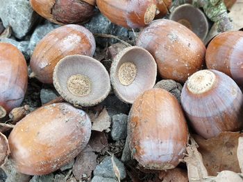 Full frame shot of shells