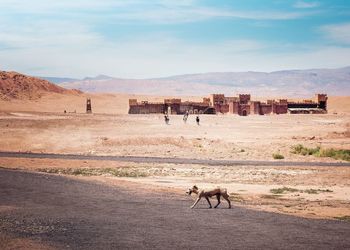 Horse cart on desert against sky