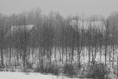 Snow covered trees in forest