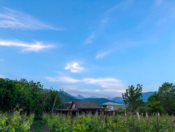 Plants growing on field by houses against sky