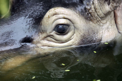 Close-up of horse in sea