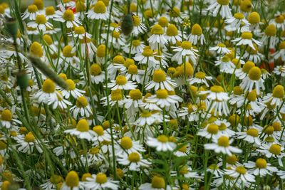 Close-up of yellow flowering plants on field