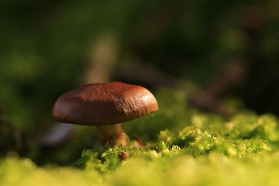 Close-up of mushroom