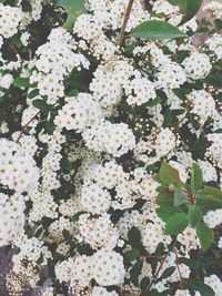 High angle view of white flowering plant