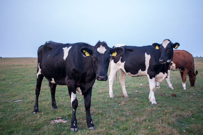 Cows standing on field against sky