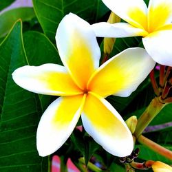 Close-up of white flower