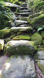 Moss growing on rocks by trees