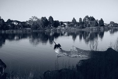 Ducks in a lake