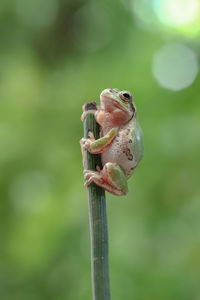 Close-up of frog on leaf