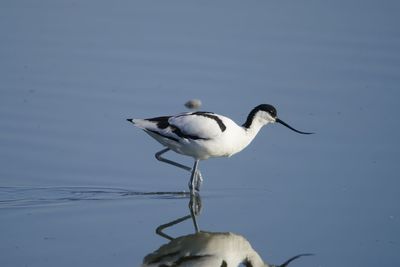 Bird perching on a lake