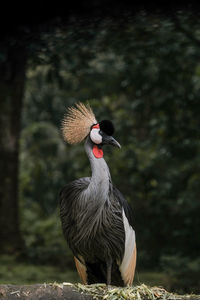 The portrait of grey crowned crane or balearica regulorum bird with eye closed
