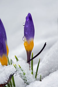 Close-up of frozen water on plant